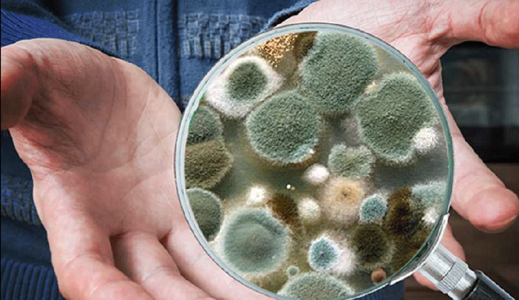 Fight Mold at Home with HOCl & ActivePure Technology Solutions