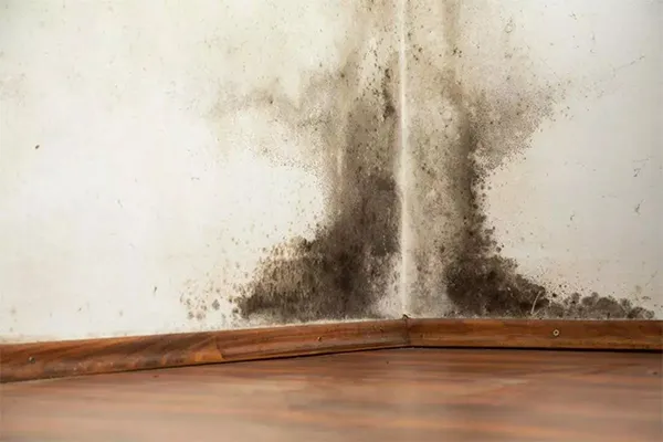 All you should know about mold at home: A Comprehensive Guide