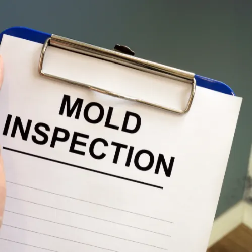 Mold Inspection