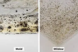 Mold vs Mildew Key Difference
