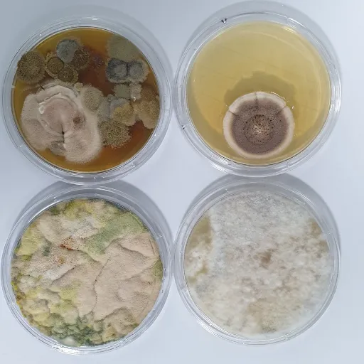 Mold Testing Santa Barbara