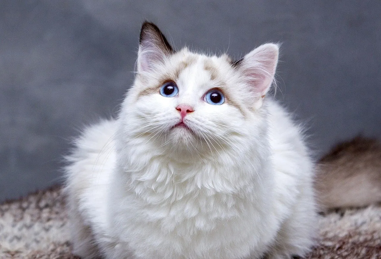 Cats and mold