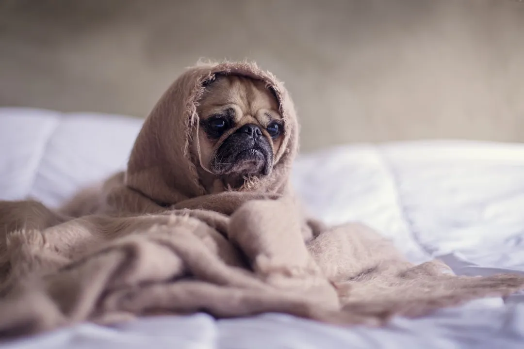 Mold Risks for Pets: Inspection Guide You Need to Know
