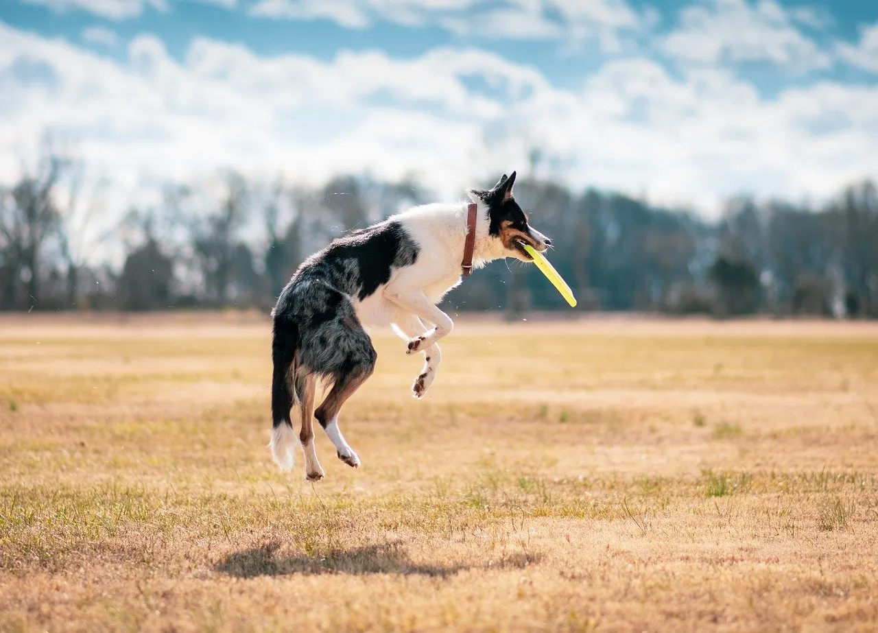 Mold Inspection need to protect your pets