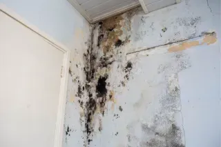 The Common Types of Mold Found in Santa Barbara
