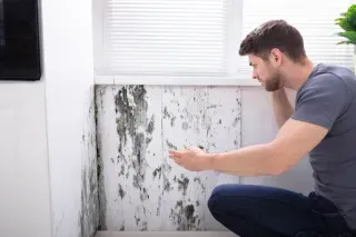 The Importance of Professional Mold Inspection