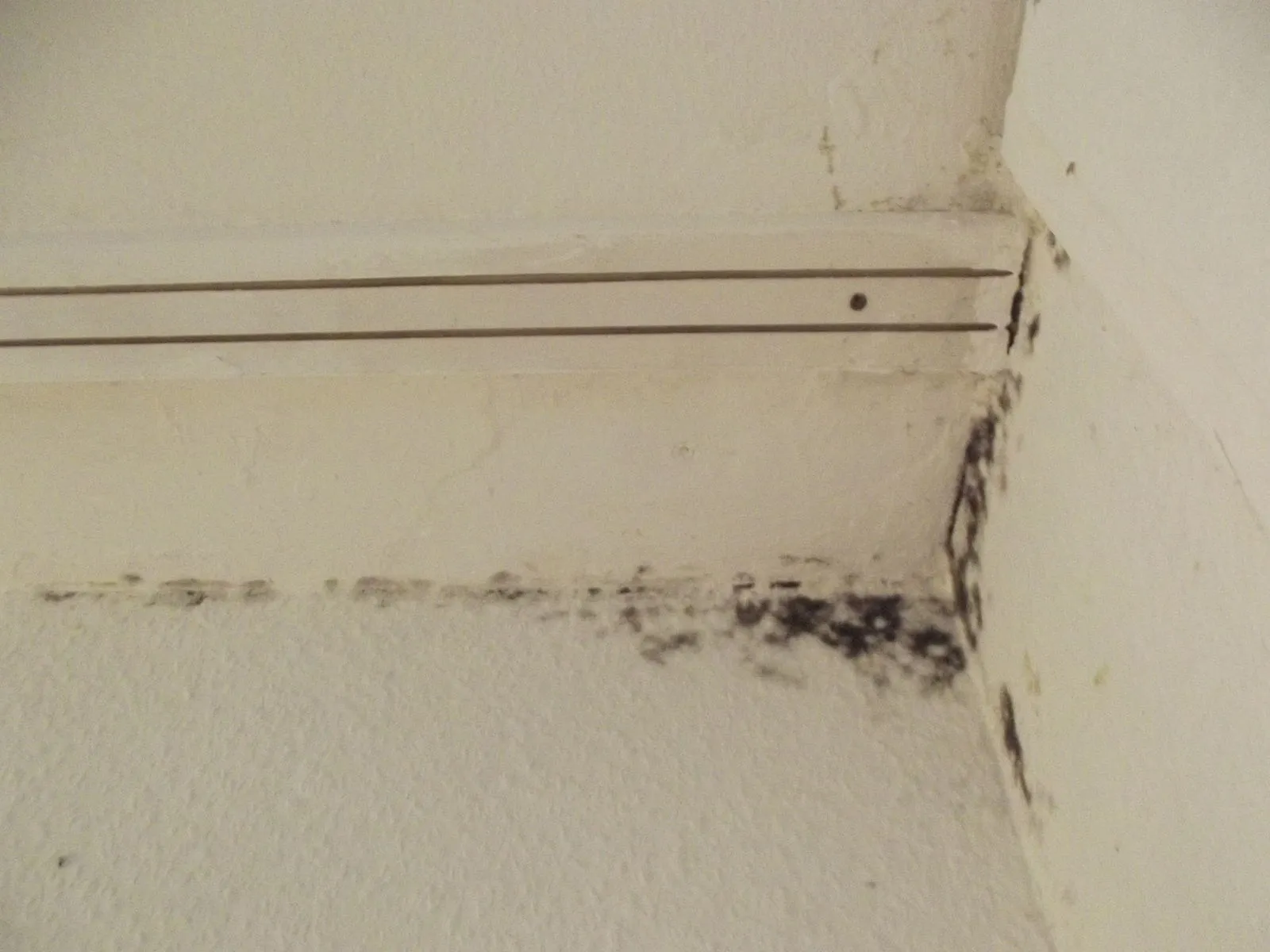 The Role of Humidity in Mold Growth: What You Need to Know