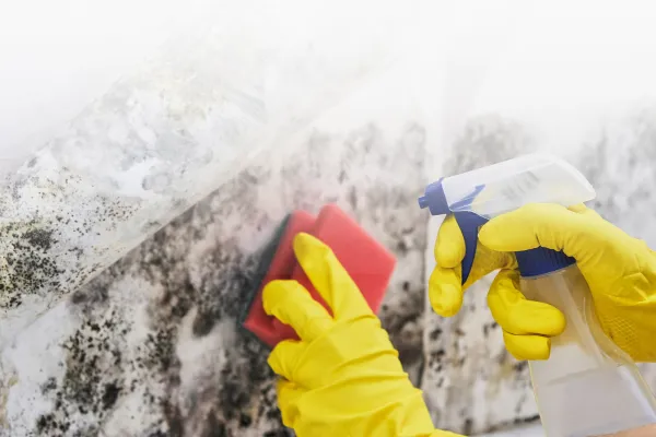 Understanding Mold Infestation and the Stack Effect